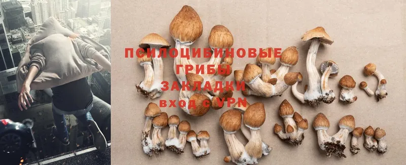 как найти   Дубовка  Псилоцибиновые грибы Psilocybe 